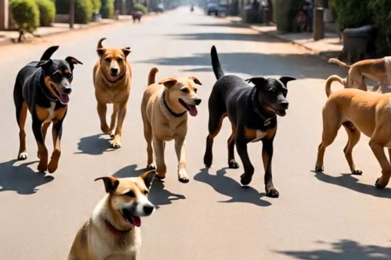 सुप्रीम कोर्ट का सख्त आदेश: स्कूल, कॉलेज और अस्पतालों से हटाए जाएं आवारा कुत्ते; नसबंदी के बाद शेल्टर होम में रखें