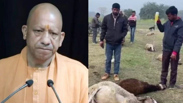 लखनऊ दुबग्गा में 170 भेड़ों की रहस्यमयी मौत पर सीएम योगी का एक्शन
