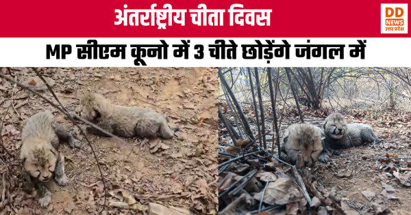अंतर्राष्ट्रीय चीता दिवस पर कूनो नेशनल पार्क में 3 चीते जंगल में छोड़ेंगे MP सीएम डॉ. मोहन यादव