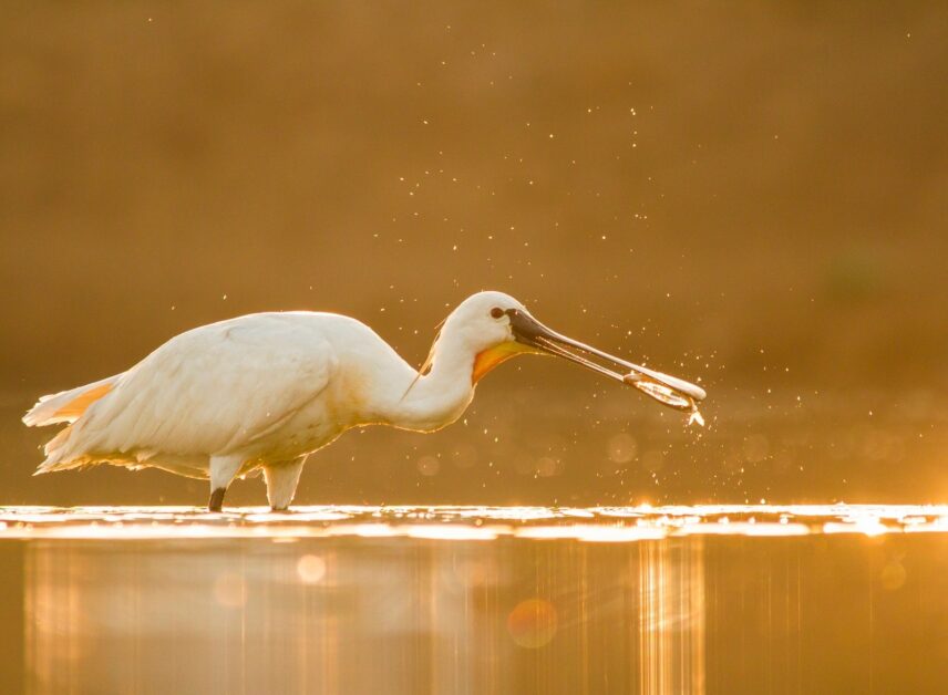 रामसर साइट 