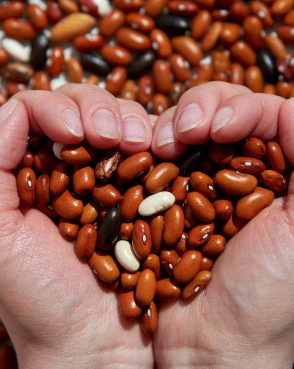 Beans 