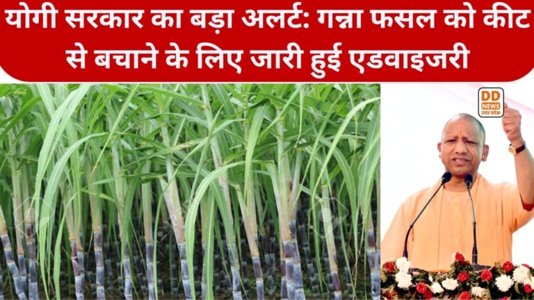 योगी सरकार का बड़ा अलर्ट: गन्ना फसल को कीट से बचाने के लिए जारी हुई एडवाइजरी