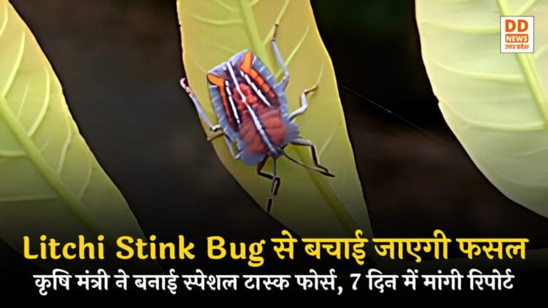 Litchi Stink Bug