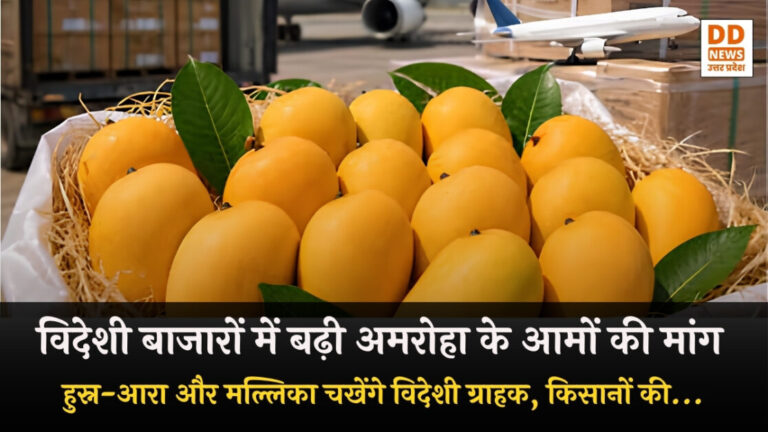Mango Export