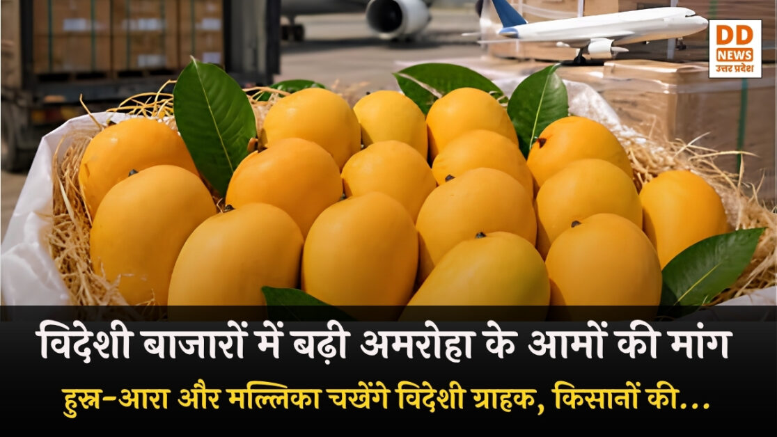 Mango Export