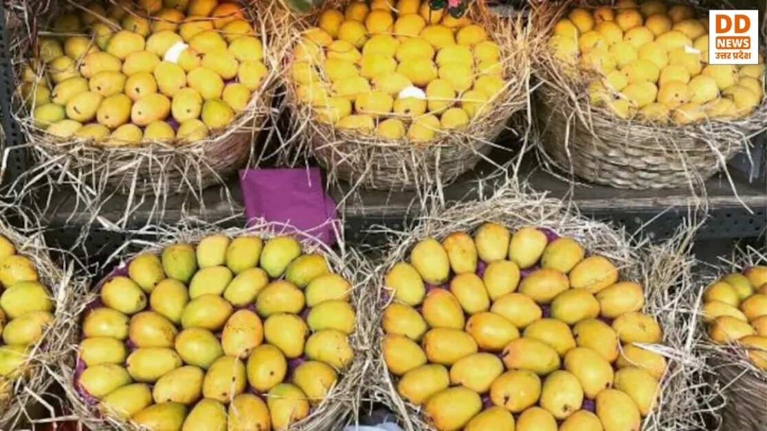 Mango Export