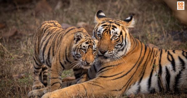 International Tiger Day 2026