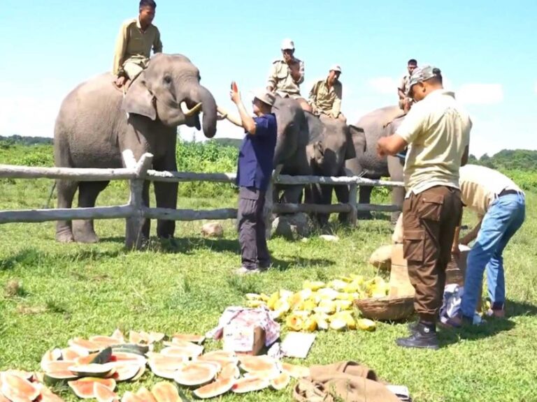 Assam Wildlife Rescue : वंतारा फाउंडेशन बनाएगा तीन वन्यजीव बचाव और पुनर्वास केंद्र, सरकार को सौंपेगा | DD News Uttar Pradesh