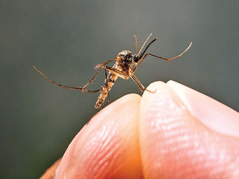 Dengue symptoms : मानसून में बुखार को हल्के में न लें, ऐसे पहचानें डेंगू, मलेरिया और वायरल फीवर