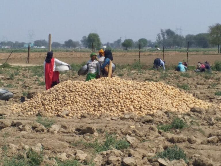 Agriculture Research में आगरा की बड़ी छलांग, Potato और Sweet Potato पर होगा वैश्विक शोध