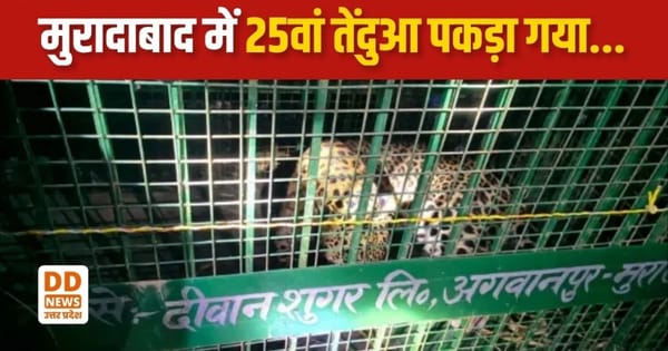 Moradabad leopard